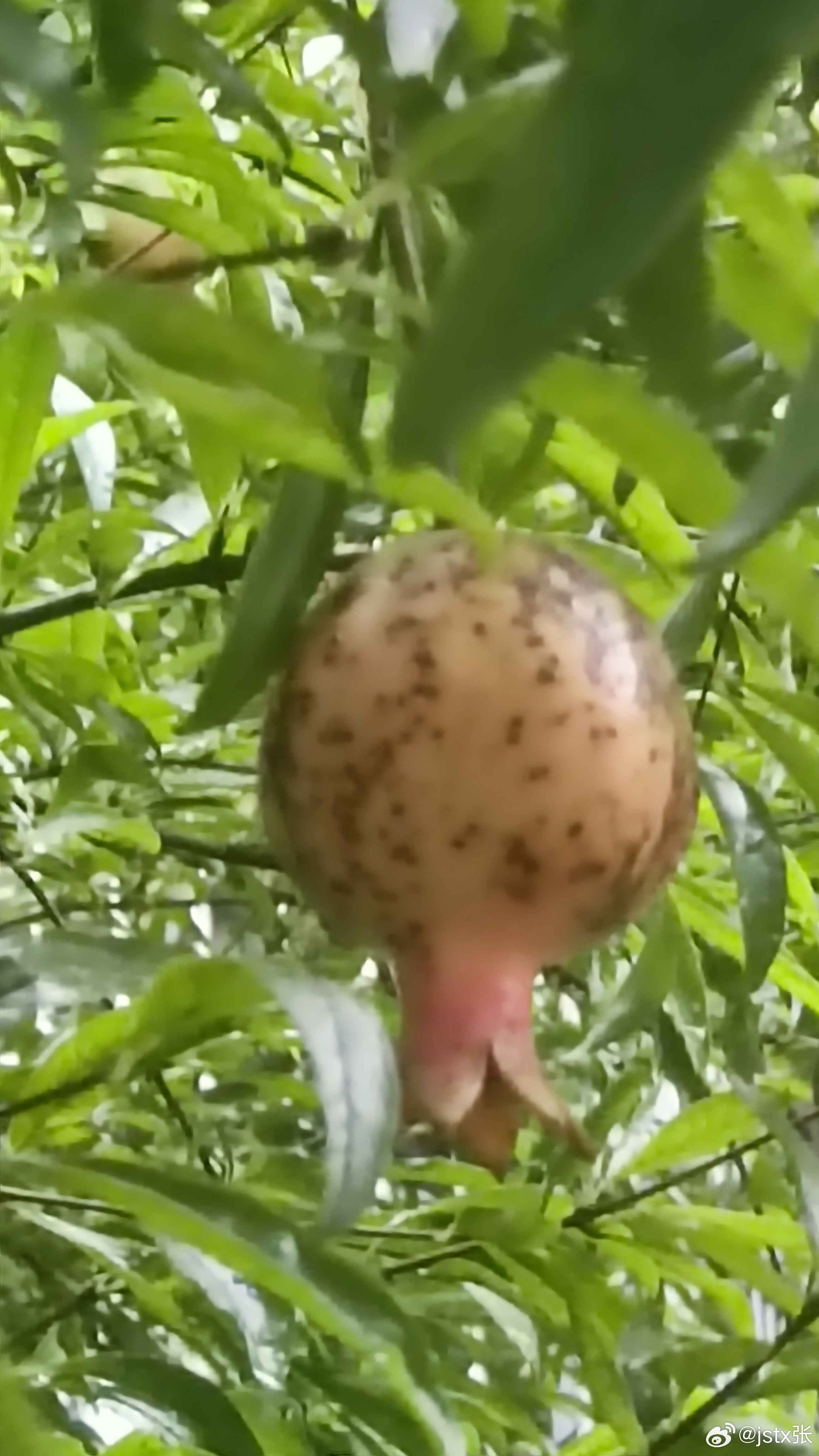 草榴最新地，生态繁荣与绿色发展的融合典范