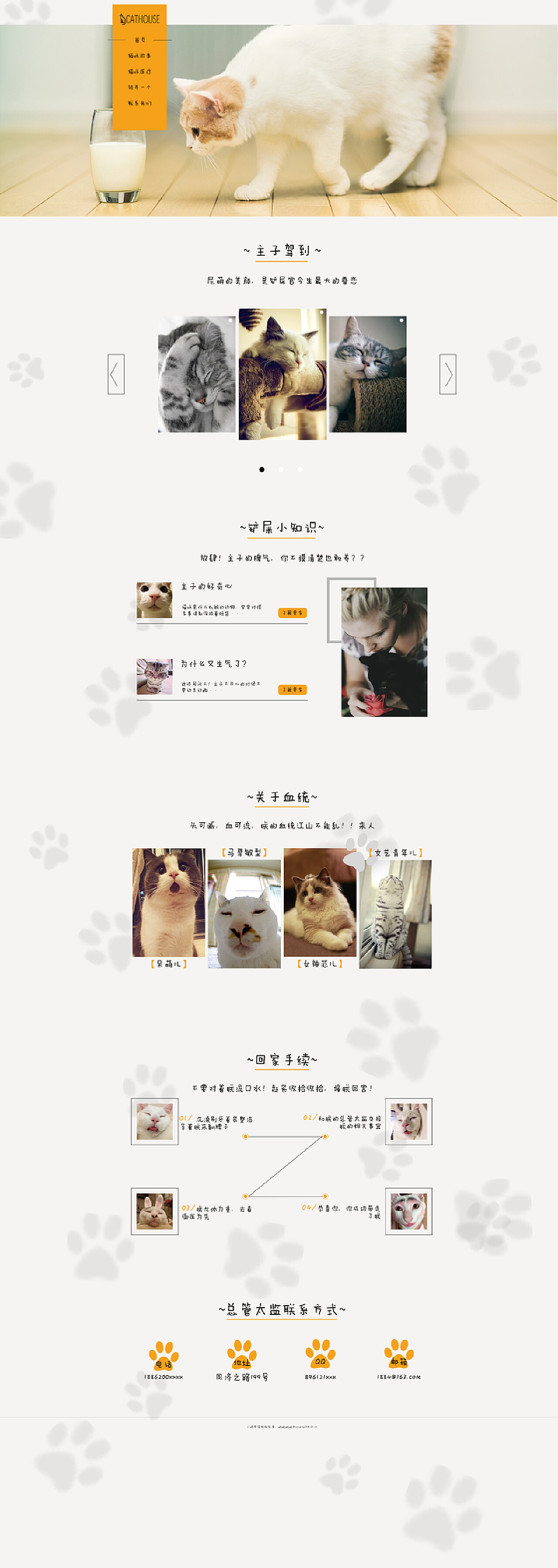 猫奴乐园，最新猫咪网页探索与信息中心