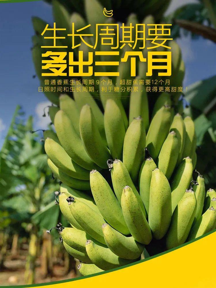 最新精品香蕉，美味与健康的不二之选